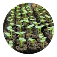 SKYPEAT  1 23308 育苗种植土用于 对盐敏感的蔬菜 和鲜花