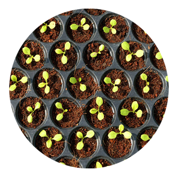 SKYPEAT  1 23273 育苗种植土用于 对盐敏感的蔬菜 和鲜花