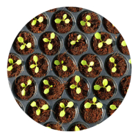 SKYPEAT  1 23273 育苗种植土用于 对盐敏感的蔬菜 和鲜花