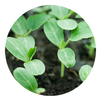 SKYPEAT  1 23217 封闭种植土用于 对盐敏感的作物