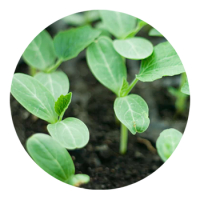 SKYPEAT  1 23217 封闭种植土用于 对盐敏感的作物