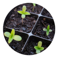 SKYPEAT  1 23924 用于医用大麻 育苗