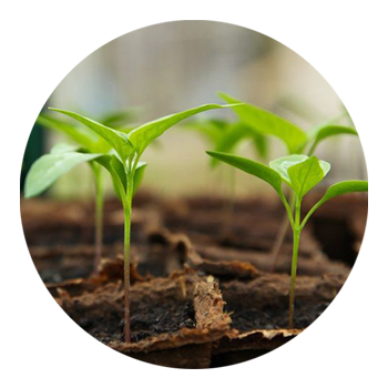 SKYPEAT  1 23929 育苗种植土用于 对盐敏感的植物