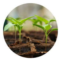 SKYPEAT  1 23929 育苗种植土用于 对盐敏感的植物