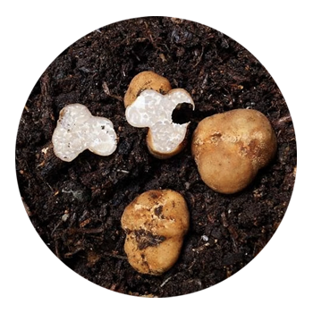 SKYPEAT  1 23278 种植松露的种植土