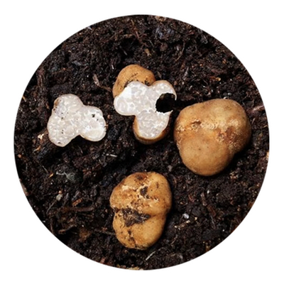 SKYPEAT  1 23278 种植松露的种植土