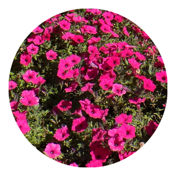 SKYPEAT 2 23401 种植土用于 种植倒挂金钟和矮牵牛