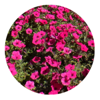 SKYPEAT 2 23401 种植土用于 种植倒挂金钟和矮牵牛