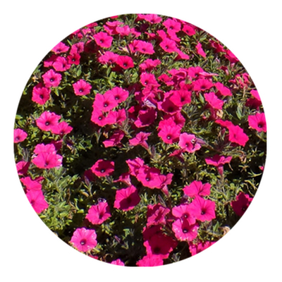 SKYPEAT 2 23401 种植土用于 种植倒挂金钟和矮牵牛