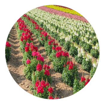 SKYPEAT 2 23119 通用型灌封种植土