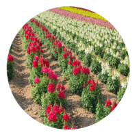 SKYPEAT 2 23119 通用型灌封种植土