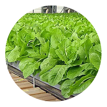 SKYPEAT 2 23966 种植土用于 种植棕榈树和叶类植物