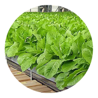 SKYPEAT 2 23966 种植土用于 种植棕榈树和叶类植物