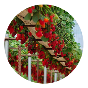 SKYPEAT 3 23200 草莓种植土