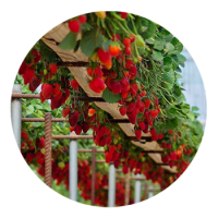 SKYPEAT 3 23200 草莓种植土