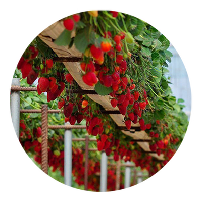 SKYPEAT 3 23200 草莓种植土