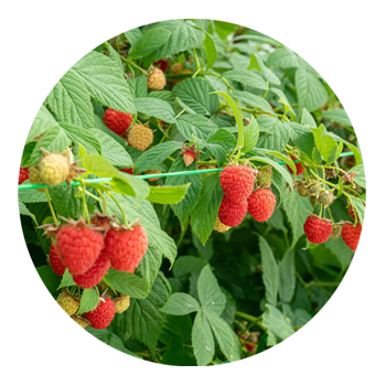 SKYPEAT 3 23254 覆盆子种植土