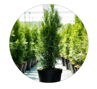 SKYPEAT S 23401 针叶树种植土