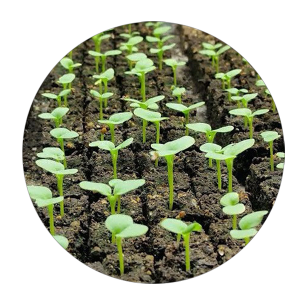 SKYPEAT S 23398 通用 ECO 种植土 